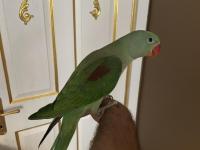 3 Aylık Full Evcil Jumbo Alexander