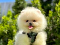 Kar Beyazı Pomeranian Boo Yavrular