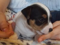 Irk Garantili Jack Russell Yavruları