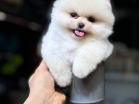 Ayı yüzlü pomeranian boo
