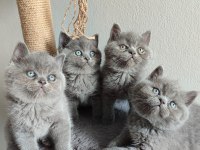 Ayı surat safkan british shorthair yavrularımız