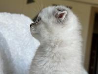 Scottish Fold Blue Point Yavru Kedim