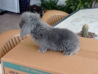 Orjinal Lop Irkı Tavşan