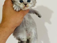 British Longhair Prenses Kedim