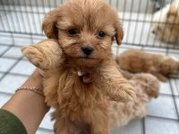 Sevimli maltipoo yavrularımız yeni ailelerini bekliyor