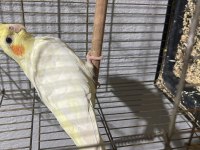 Bir çift sultan papağanı yumurtası ve yavrusu alındı