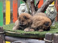 Küt Burun Chow Chow Yavrularımız