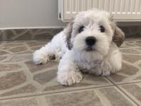3 aylık dişi maltipoo yavrumuz yeni yuvasını arıyor