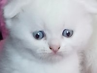 Scottish fold ve scottish straight kardeşler