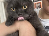 British shorthair 2 yaşında