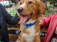 Altın kalpli köpeğimiz chucky için ömürlük yuva arıyoruz