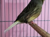 Gloster Erkek Kanarya