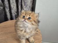 Acil Sahiplendirme Longhair Kediler