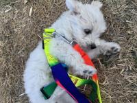 2 Aylık Maltese Terrier Köpeğimiz Erkek