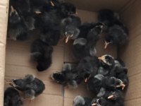 Silver Wyandotte Civcivler