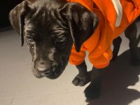 Siyah Erkek Cane Corso