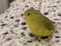 El Besleme Forpus Yavrusu