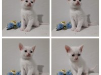 Erkek British Shorthair Sevimli Yavru 47 Günlük