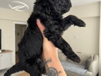 Silver Poodle Yavruları