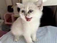 British Bebiş Kediler