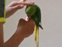 6-7 Aylık Isırma Bağırma Bilmez Pakistan