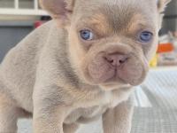 New Shade İsabella Tan Erkek French Bulldog