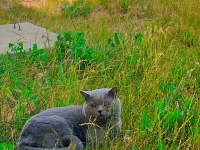 Duman British Shorthair Prenses