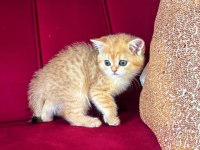 Safkan British Shorthair Golden Bebekler