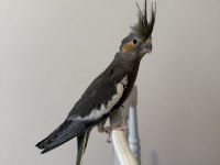 Sultan Papağanı Sahiplendirilecektir