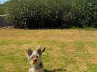 Yakışıklı Yorkshire Terrier Prens