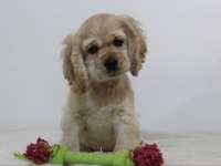 Irk Garantili Cocker Yavruları