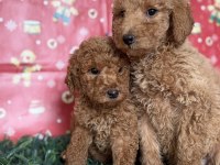 Safkan Dev (Giant) Poodle Yavruları