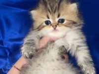 Orjinal British Longhair Erkek