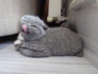 Yavru Kedilerimize Yeni Yuva