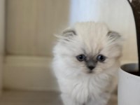 2 Aylık Hazır Yavru Kedilerimiz