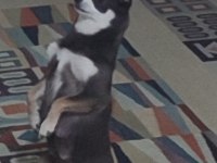 Sahiplendirilecek Chihuahua