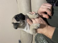 Erkek Pug Mops