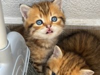 Tatlı golden british shorthair yavrular