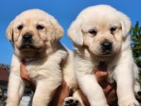 A Kalite Labrador Yavrularımız