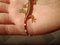 Lined Gecko 2 Aylık