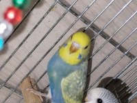 Konuşturmak İçin Tam Zamanı Muhabbet Kuşu