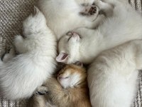 3 Aylık Golden Point British Shorthair Yavruları