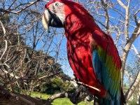 4 Yaşında Macaw Fotoğraf İşinde Tecrübeli Kuşumuz Sahiplendirecek