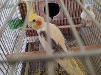 Eş Sultan Papağanı