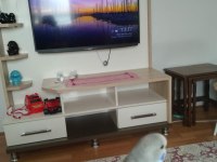 Yavru Muhabbet Kuşu 60 Günlük