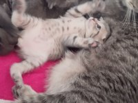 Kısırlaştırma Desteği Karşılığı Ücretsiz Kediler