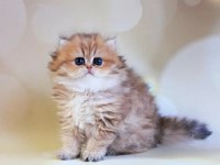 Dikkat Çekici Black Golden British Longhair