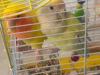 Sultan (Cennet) Papağanlarımıza Yuva Arıyoruz