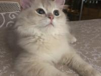 British Longhair Ay11 Erkek Yavrumuza Yuva Arıyoruz