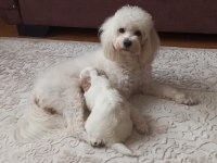 Acil Satılık Köpekler